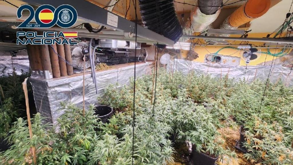 Imagen de la plantación de marihuana intervenida en Coín.