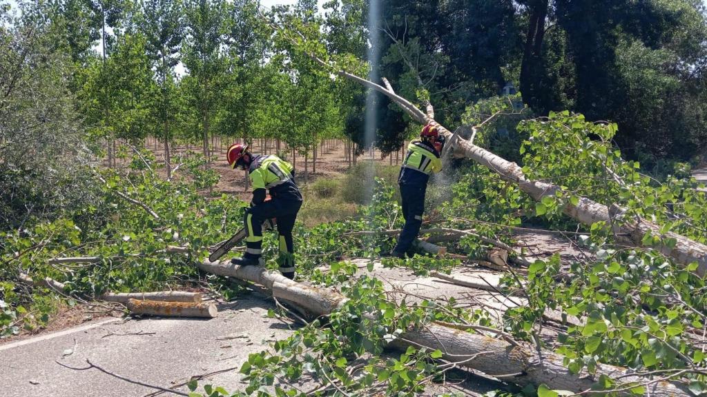 Efectivos de Bomberos de la Diputación de Zamora trabajan en la limpieza de la carera tras la caída de varios árboles