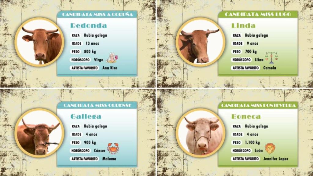 Las cuatro finalistas de Miss Vaca 2025.