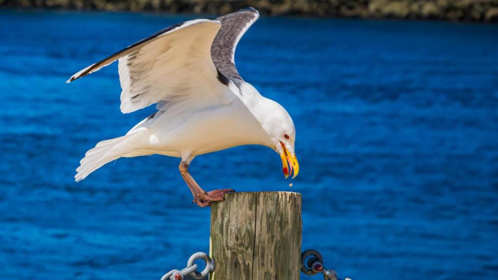 El contagio del botulismo aviar ocurre principalmente cuando las aves consumen larvas de mosca que se desarrollan en cadáveres infectados por la bacteria