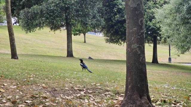 Un ejemplar de urraca en el parque de San Diego entre los árboles que homenajean a mujeres.