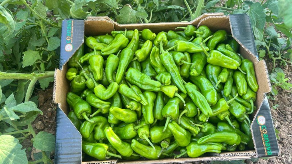 Pimientos de la Cooperativa de Cristo de la Salud