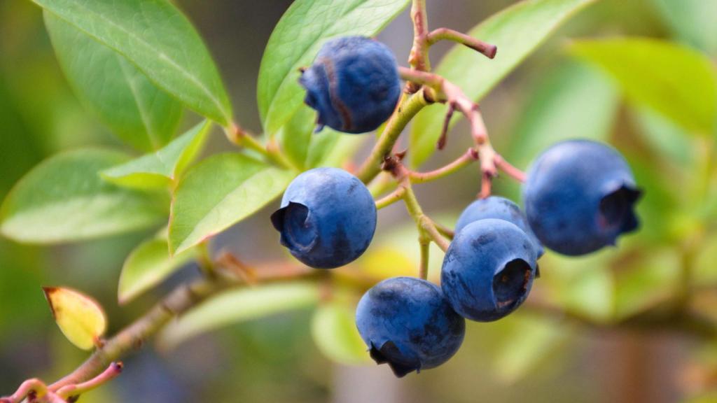 Arándanos en la provincia de Huelva.