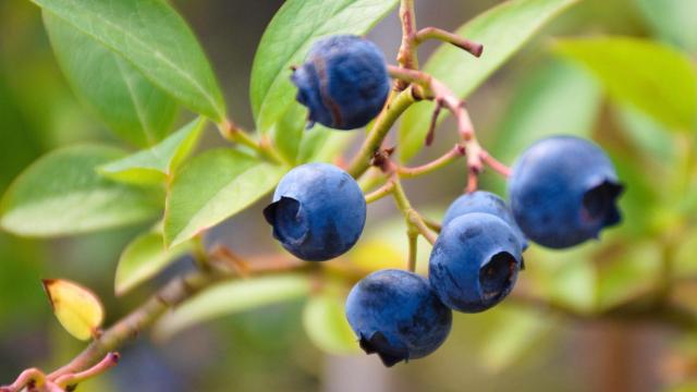 Arándanos en la provincia de Huelva.