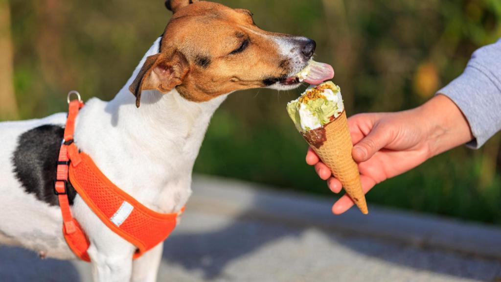 Un perro consume un helado que le proporciona su dueño.