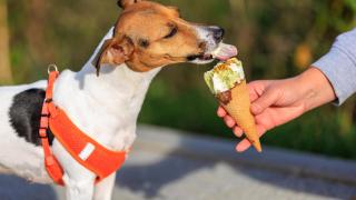 Un perro consume un helado que le proporciona su dueño.