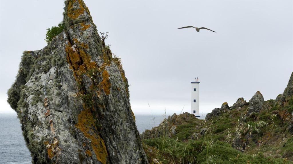Un pájaro sobrevuela el Faro de Cabo Home, a 22 de junio de 2013, en Cangas, Pontevedra, Galicia, (España)
