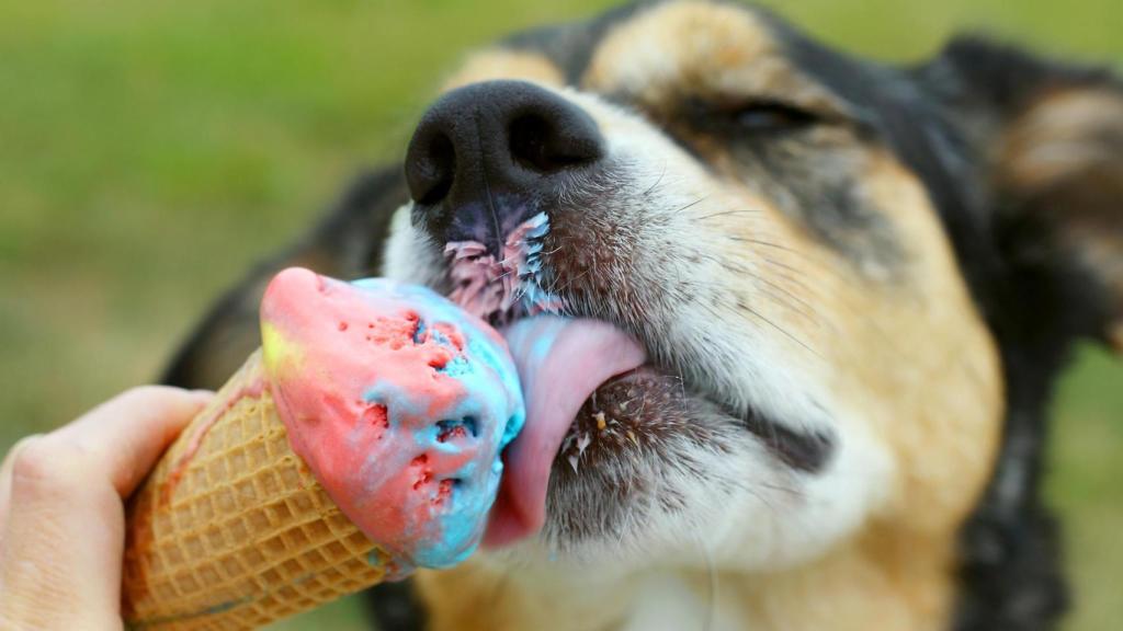 Un perro comiéndose un helado al aire libre