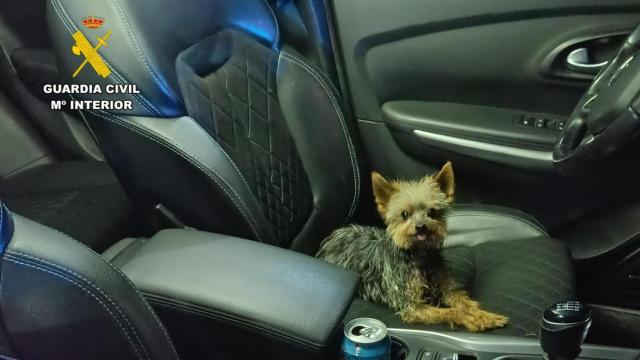 Lucas, el perro custodiado en el coche patrulla de la Guardia Civil tras salvar a su dueño