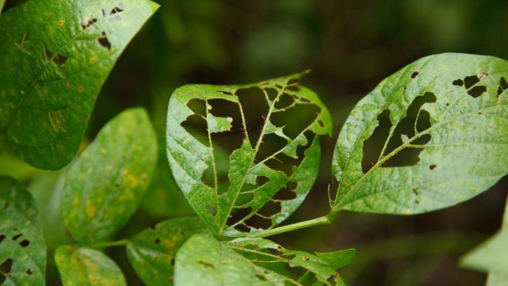 Planta comida por una oruga.