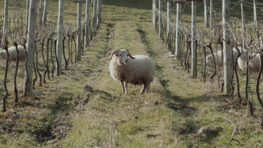 Una oveja latxa en el viñedo de Gorka Izagirre.