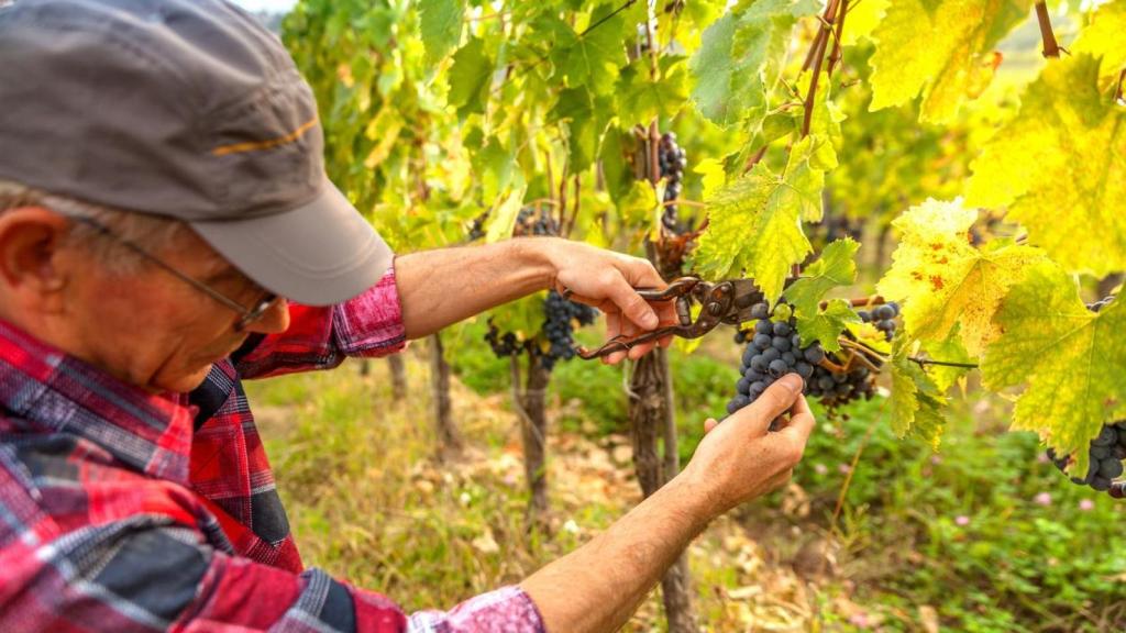 Persona mayor trabajando en la vendimia.