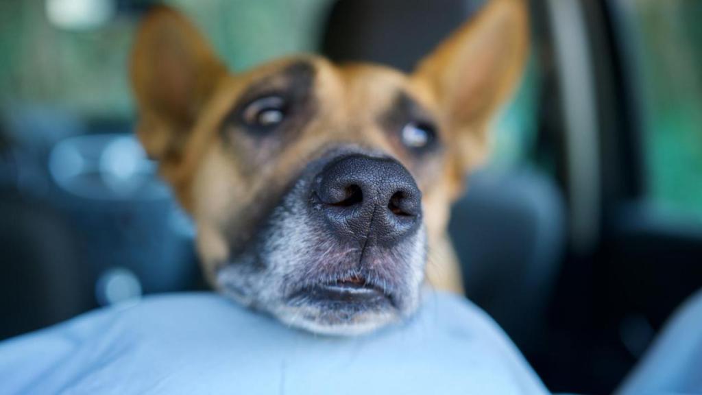 Un perro triste en un coche