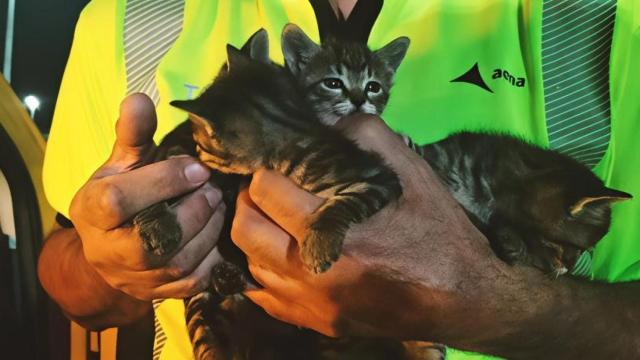 Gatos rescatados por un trabajador de AENA en el aeropuerto de Madrid-Barajas