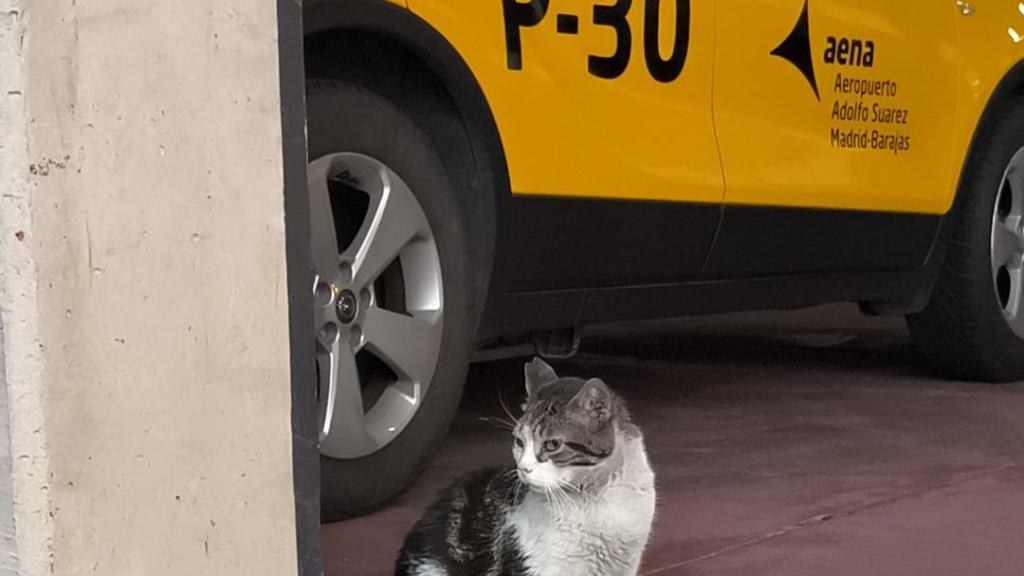 Gato enfrente de un coche de AENA que coordina el aeropuerto de Madrid-Barajas.