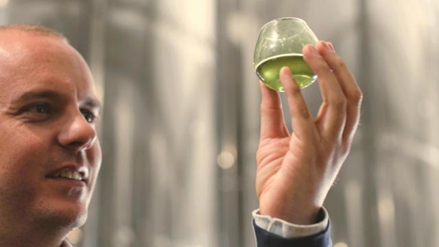 Cata de aceite en las instalaciones de Coselva.