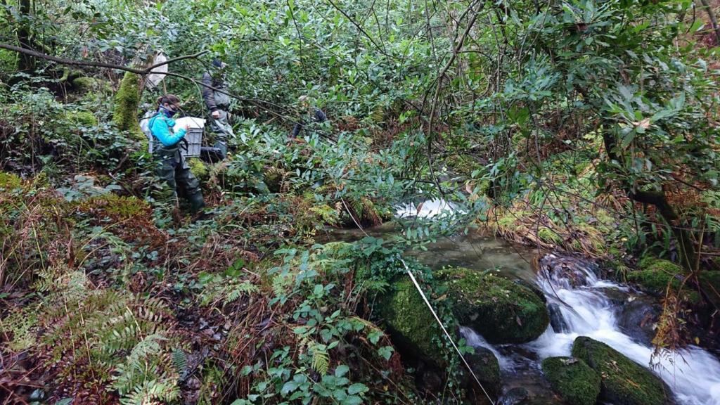 Los trabajos de campo de los investigadores de la UVigo se llevaron a cabo en riachuelos de la provincia de Pontevedra
