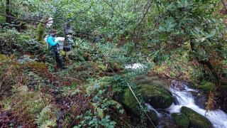 Los trabajos de campo de los investigadores de la UVigo se llevaron a cabo en riachuelos de la provincia de Pontevedra