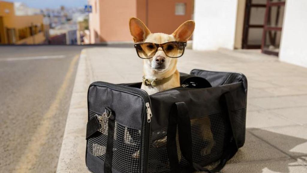 Un perrito con gafas viajando en una maleta.
