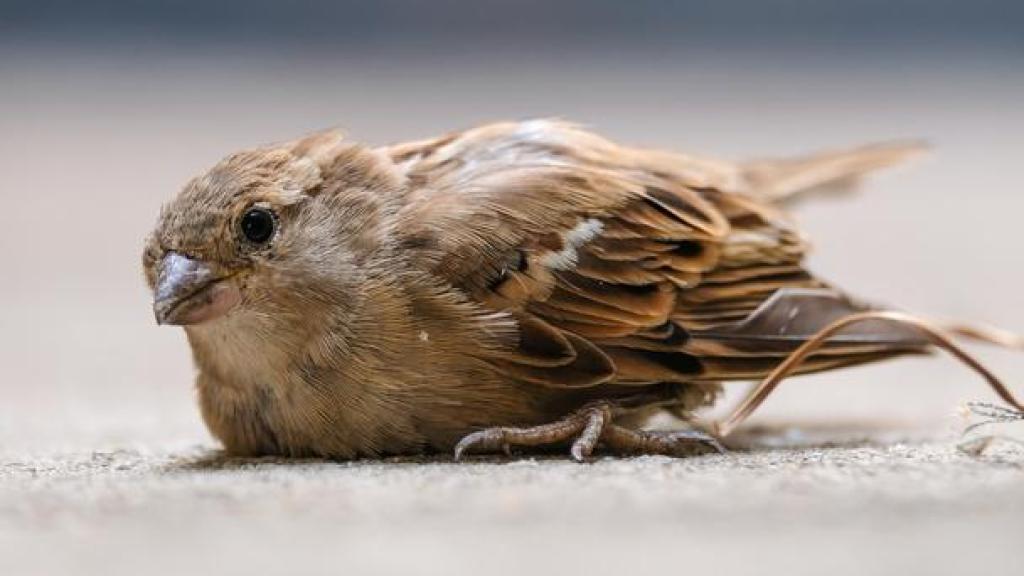 Un pequeño gorrión se lesiona la pata y se acuesta en el suelo.
