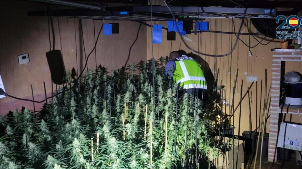 Cultivo de droga al descubierto por un incendio en Guadalajara