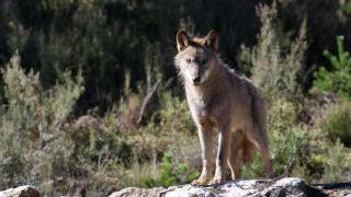 Un lobo ibérico del Centro del Lobo Ibérico en localidad de Robledo de Sanabria, en plena Sierra de la Culebra