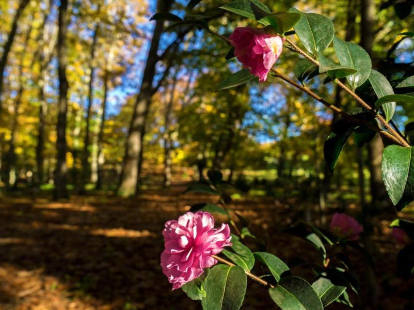 Camelias en el Pazo de Rubiáns. https://www.pazoderubianes.com