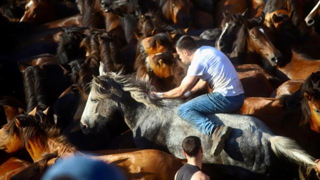 Sabucedo (Pontevedra) celebra su primera Rapa das Bestas como Bien de Interés Cultural
