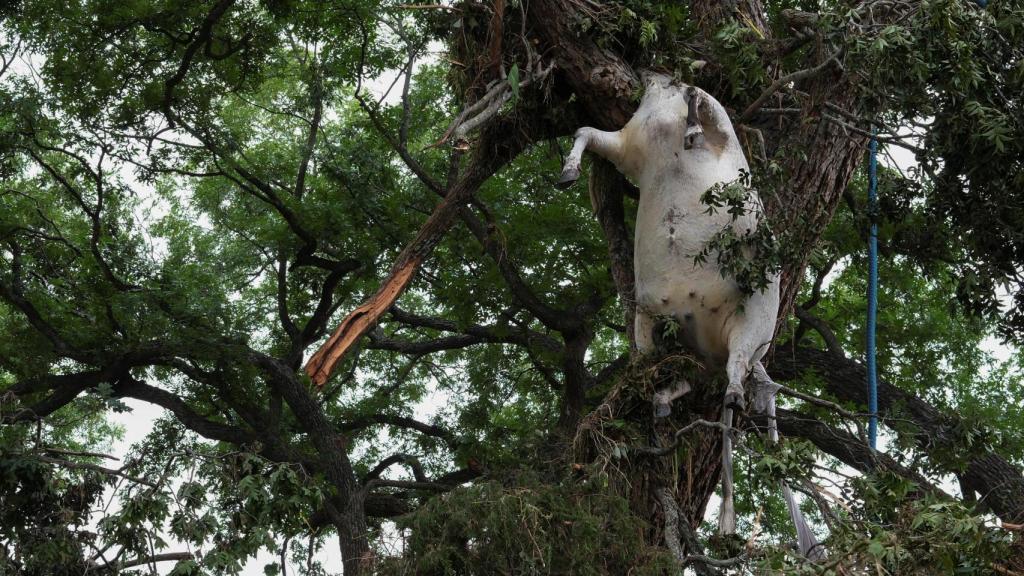 El cadáver de un animal cuelga de un árbol, después de una inundación repentina, en Hunt, Texas.