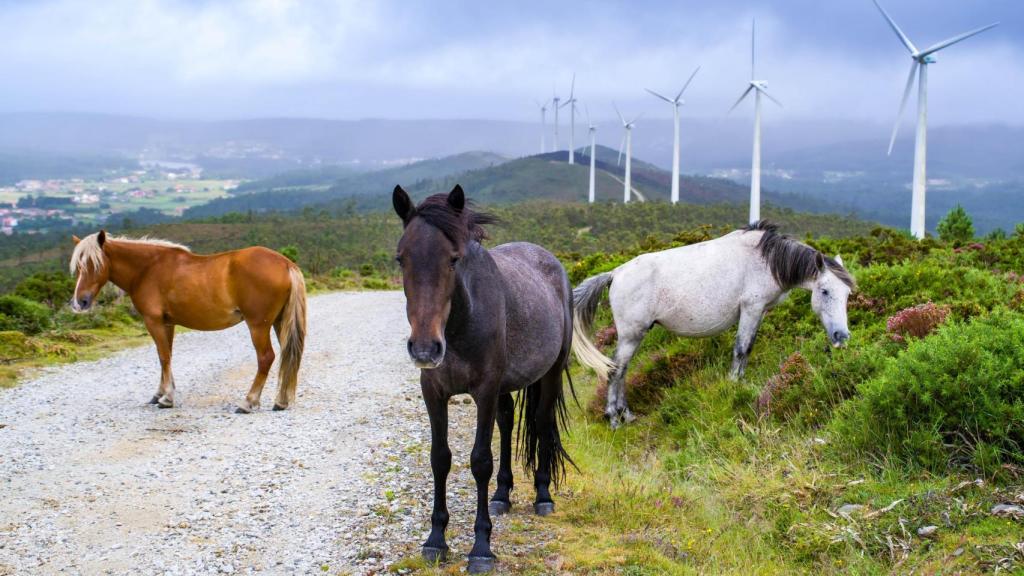 Monte Redondo es uno de los parques eólicos de Naturgy que se repotenciará.