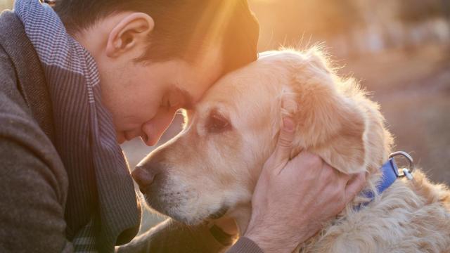 El fenómeno de la sincronización neuronal entre perros y humanos.