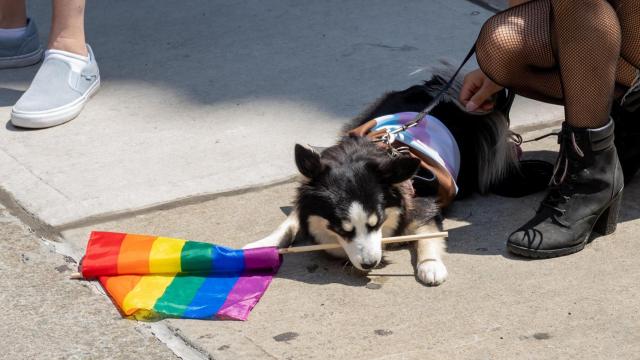 Un perro cansado en el desfile del Orgullo en Madrid.