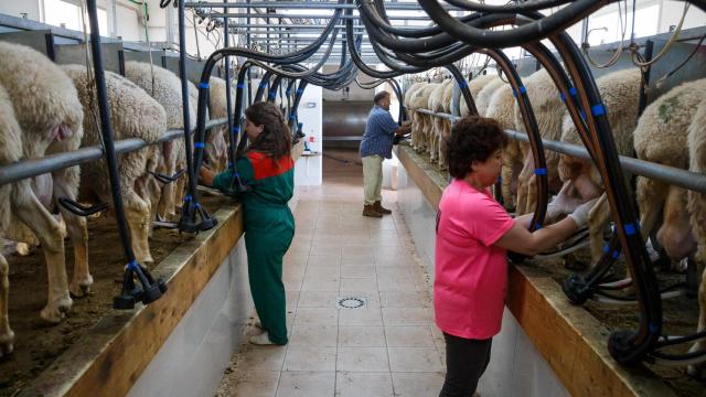 José María Prieto (padre); Isabel Laperal (Madre); José María Prieto (hijo); y Ruth Prieto (hija); ganaderos de ovino de Andavías