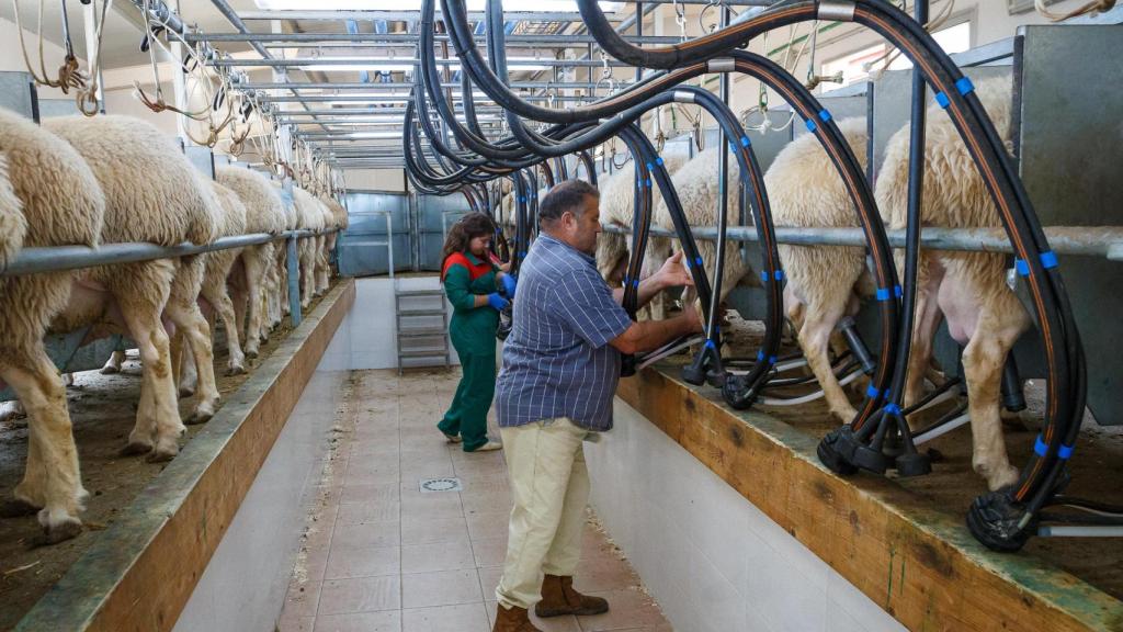 Explotación de ganadería ovina familiar en Andavías