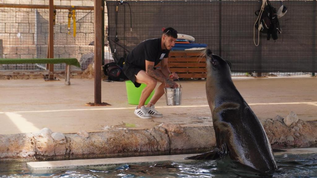 Un cuidador da de comer a un león marino.