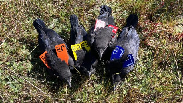 Imágenes de las cornejas que han formado parte de la investigación