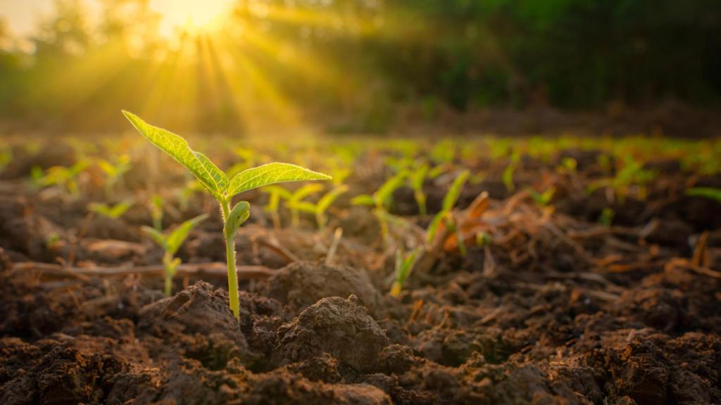 Una semilla empieza a germinar en un campo agrícola.
