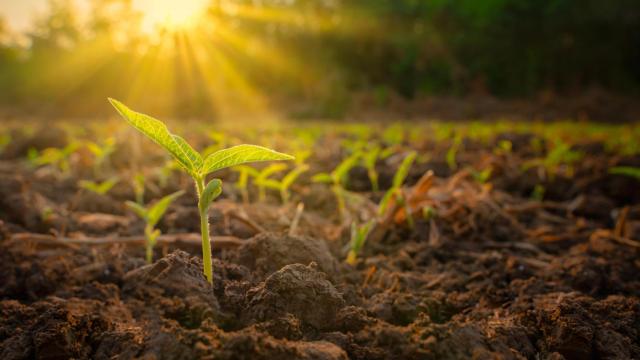 Una semilla empieza a germinar en un campo agrícola.
