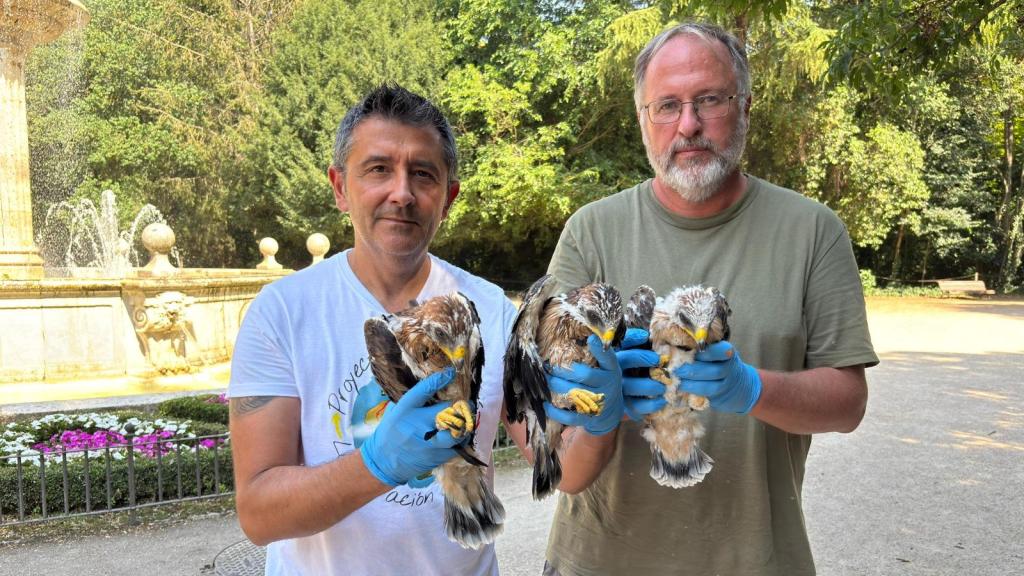 Las tres crías de águila calzada que anidan en el Campo Grande