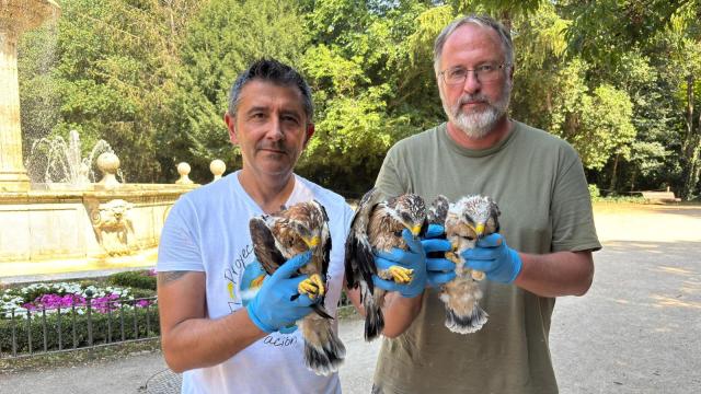 Las tres crías de águila calzada que anidan en el Campo Grande