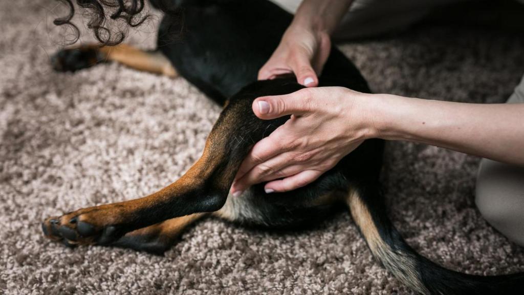 Un perro que recibe un masaje manual.