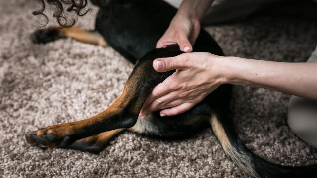 Un perro que recibe un masaje manual.