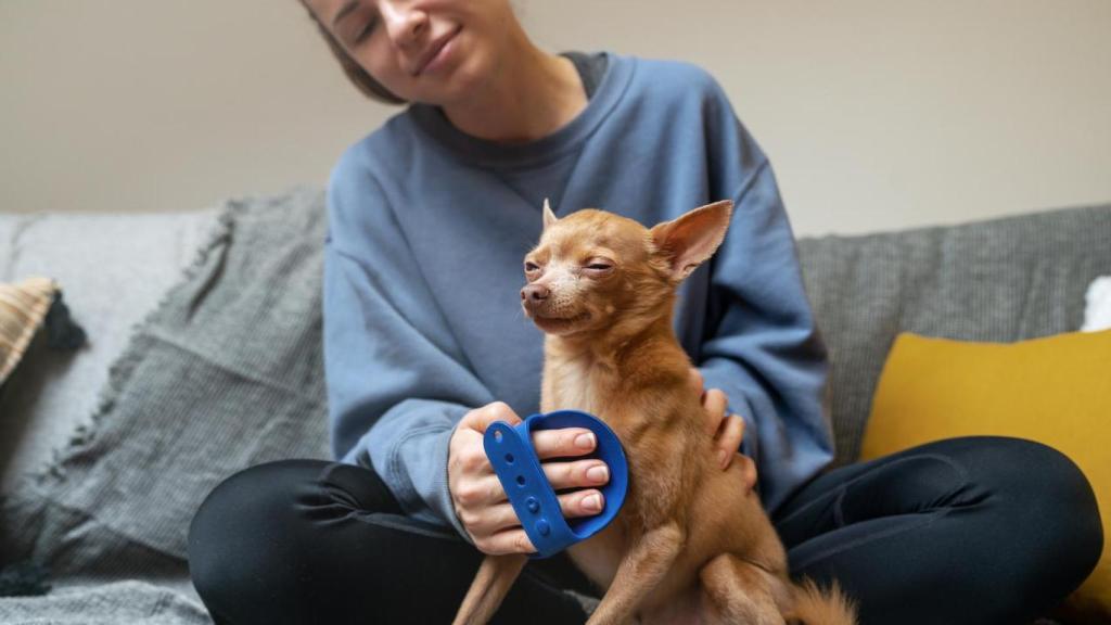 Un perro que se deja masajear con un guante de masaje.