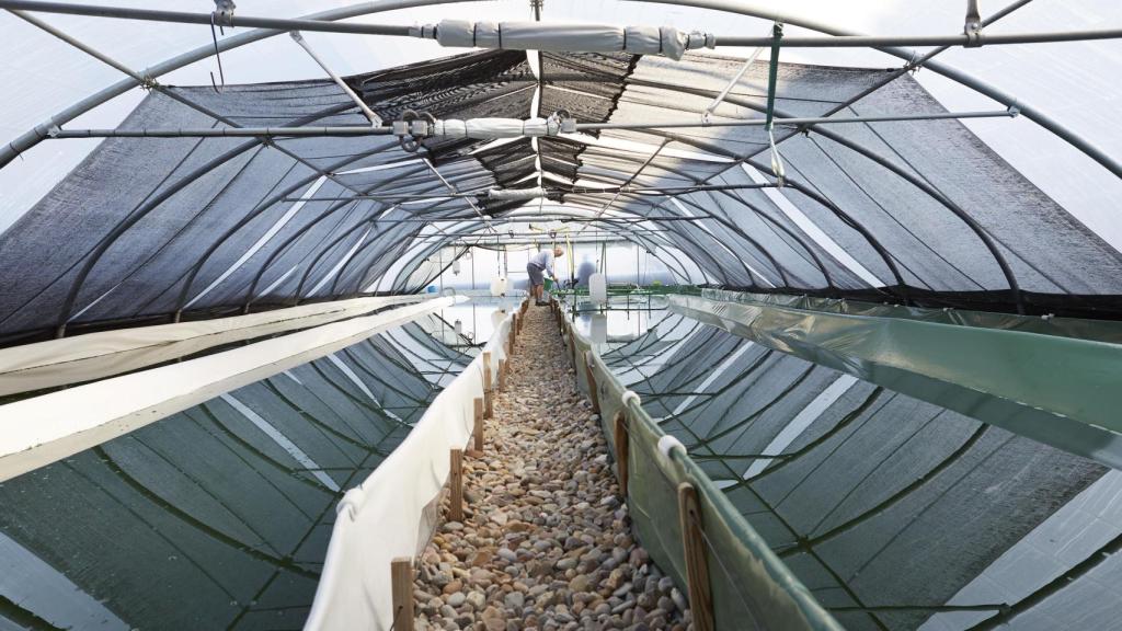 Un invernadero de Espirulina Valsaín