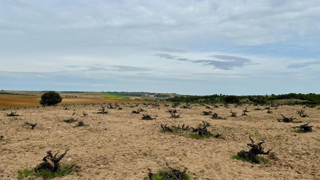 Cepas centenarias y prefiloxéricas sobreviviendo en Toro.