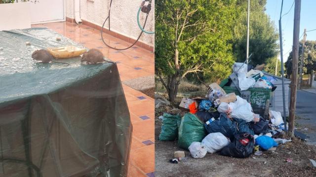 Basuras y ratas en Guadarrama.