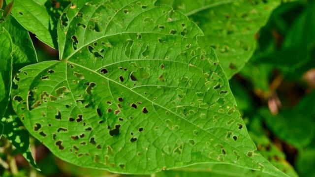 Planta afectada por una plaga.