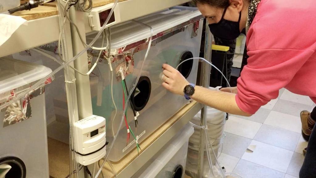 La madera dentro de una caja de plástico.