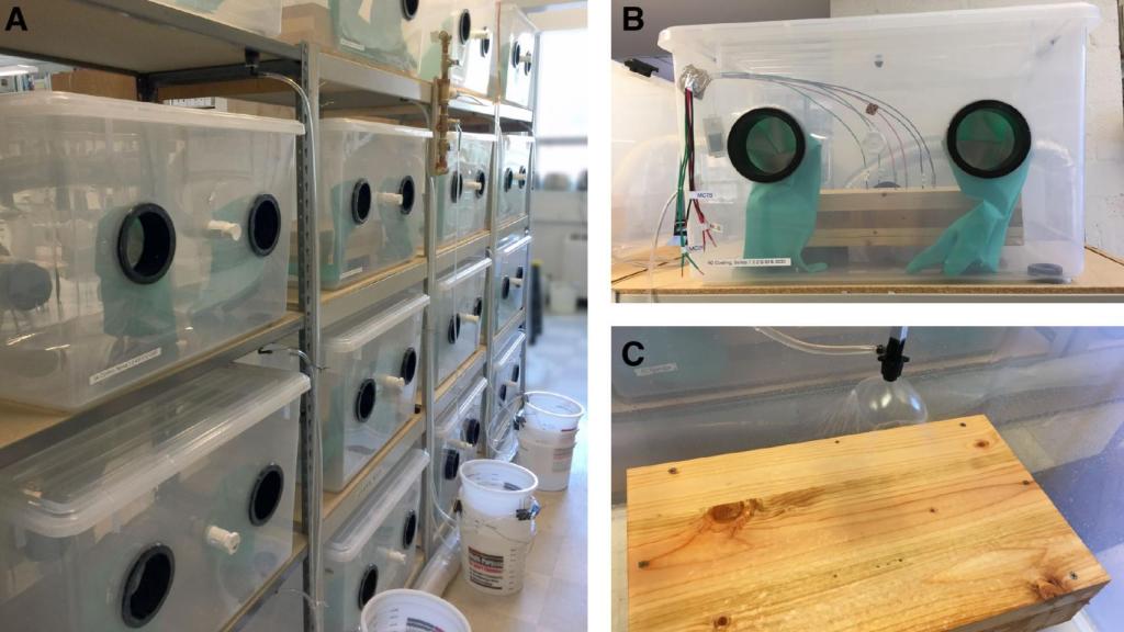 Un momento de la investigación de la madera.