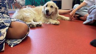 La Fundación María José Jove de A Coruña enfrentará trastornos alimentarios con perros de terapia